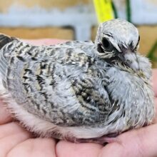 わきわき〜🤍静かにヨチヨチ♪激レアウスユキバトの雛が入舎⁈