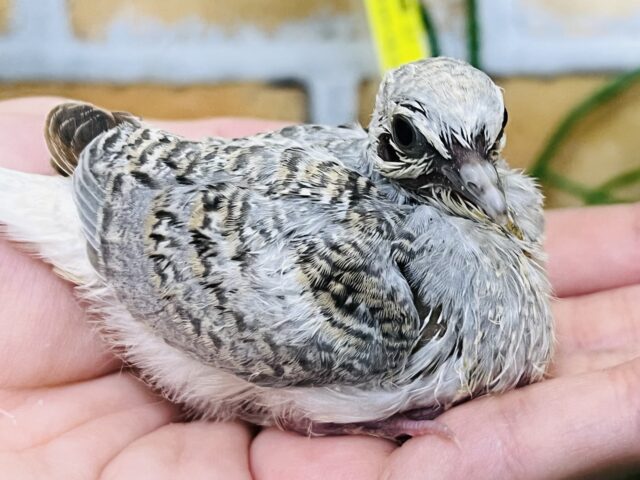 わきわき〜🤍静かにヨチヨチ♪激レアウスユキバトの雛が入舎⁈