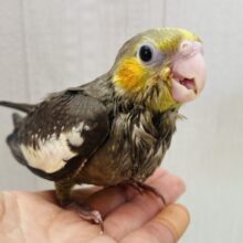 最新画像有ります⭐️アピールは誰にも負けません✊🏻❤️‍🔥すらっと美脚さんのオカメインコ(ノーマル)