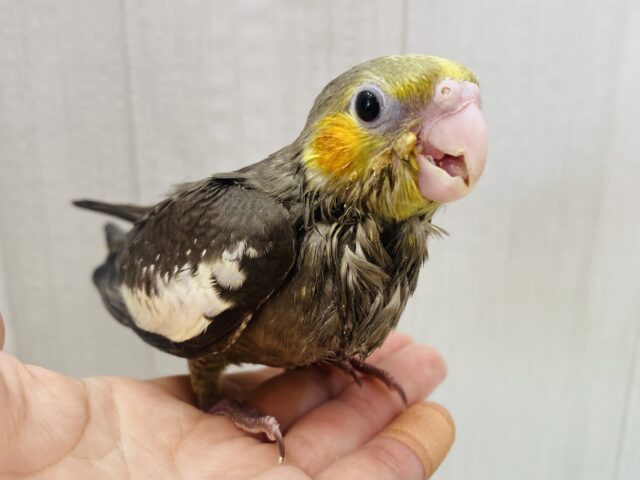 最新画像有ります⭐️アピールは誰にも負けません✊🏻❤️‍🔥すらっと美脚さんのオカメインコ(ノーマル)