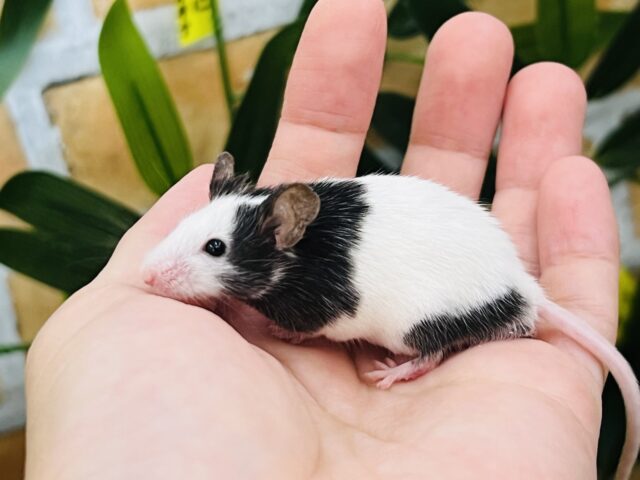 ちょいぽて？パンダマウスの男の子✨