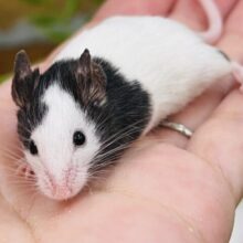 ちびちびマウス❤️パンダマウスの女の子♪