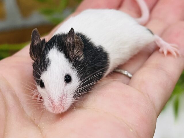 ちびちびマウス❤️パンダマウスの女の子♪