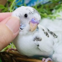 7/30更新☆ぺたんこ系チョコミント？セキセイインコの白ハルクイン入舎です♡