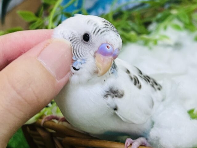 7/30更新☆ぺたんこ系チョコミント？セキセイインコの白ハルクイン入舎です♡