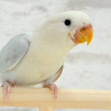 【動画更新🪄】すっきり爽やか〜〜〜☁️🫧コザクラインコ ヒナ