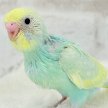 【最新画像更新🪄】しゅわしゅわ弾ける🫧メロンソーダ🥤🍬セキセイインコ(パステルカラーレインボー) ヒナ