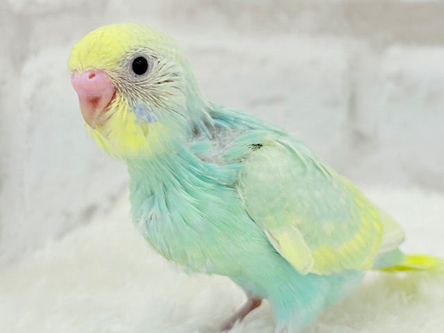 【最新画像更新🪄】しゅわしゅわ弾ける🫧メロンソーダ🥤🍬セキセイインコ(パステルカラーレインボー) ヒナ