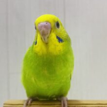 最新画像有ります‼️シャキッと元気いっぱいです🌟セキセイインコスパングル‼️