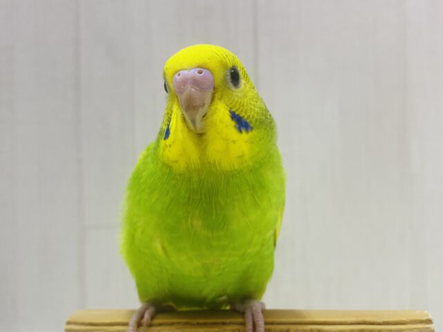 最新画像有ります‼️シャキッと元気いっぱいです🌟セキセイインコスパングル‼️