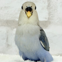 【最新画像更新🪄】きらきらおめめに映る世界はどんなだろ🌍🫧コザクラインコ(バイオレット) ヒナ