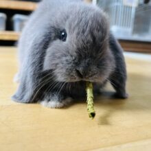 8/12更新☆とても綺麗なブルー💙ぺちゃっと可愛いロップイヤーラビット