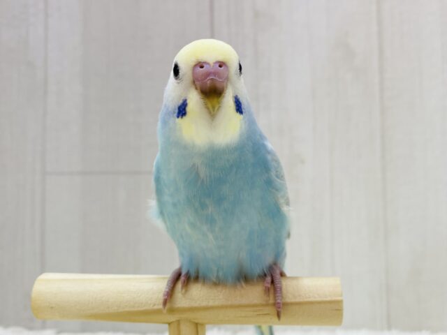 最新画像有ります❗️ポッピングシャワー浴びちゃいましょ🥳✨ほわほわ可愛すぎるセキセイインコ(パステルレインボー)⭐️