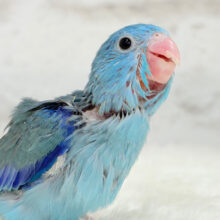 【最新画像更新🪄】ミニミニっ子怪獣🦕.*･ﾟマメルリハ(ブルー)男の子 ヒナ