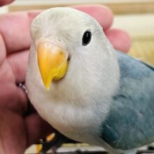 8/13更新♡ほんのりクリームのブルーチェリーパイド入舎しました♡