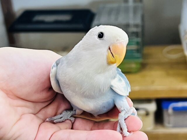 8/13更新☆青空模様☀︎コザクラインコのブルーチェリーパイド)入荷しました❤️