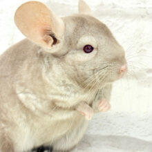 狭いところで寝るのが好き♥チンチラ(チョコレート) 女の子