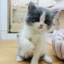 僕の体にあるハートを探せ🎶ラガマフィンくん！