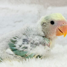 あざと可愛い💞青リンゴ🍏♥コザクラインコ(ブルーチェリーパイドオパーリン) ヒナ