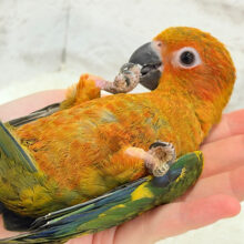 【最新画像更新🪄】ピカピカのヒマワリちゃん🌻🫧コガネメキシコインコ ヒナ