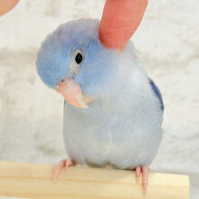 【最新画像・動画更新🪄カゴデビューしました！】優しい表情と優しいお色🫧マメルリハ(コバルトパイド) 男の子 ヒナ