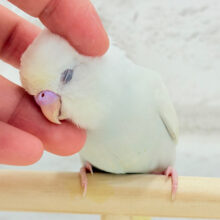 【最新画像更新🪄もうすぐひとり餌‪☆】可愛いお顔で待ち伏せです♥セキセイインコ(クリーム) ヒナ