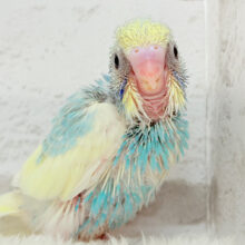 おめめくりっくりキャンディちゃん🐣🍬セキセイインコ(パステルカラーレインボーパイド) ヒナ