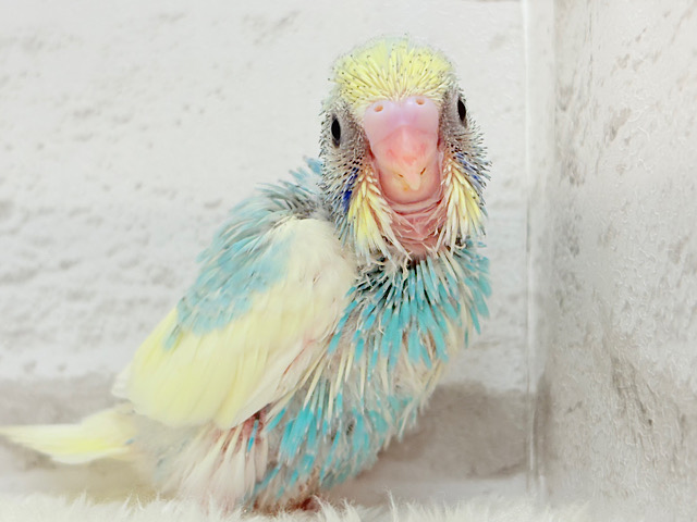 おめめくりっくりキャンディちゃん🐣🍬セキセイインコ(パステルカラーレインボーパイド) ヒナ