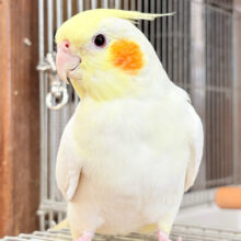 【動画更新🪄】少しずつデレデレに…♥オカメインコ(ルチノー)