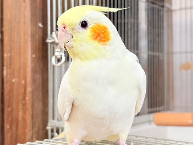 【動画更新🪄】少しずつデレデレに…♥オカメインコ(ルチノー)