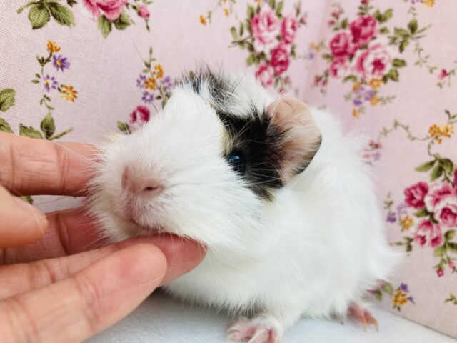 色合い素敵❤︎かわいさ無敵٩´꒳`۶°˖ アビシニアンモルモットさん､女のコ🌟♀