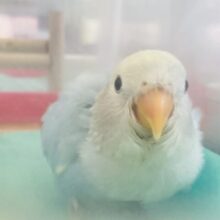 最上級にかわいいの~❤︎*ˊᵕˋビュ-ティフル小桜ちゃん(ブルーオパーリン)🩵🤍