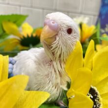 純白‎🤍‎✧*｡ミルクアイスになりたいんだ🥴🍨🥄セキセイインコ(アルビノ/2025年6月生まれ)