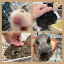 【期間延長！！】7月限定♬.*ﾟ🏮柏フェス開催！🍧🏮