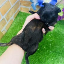 9/2更新☆仰向けが落ち着きます♡艶々ブラックのロシアンモルモットの女の子♡