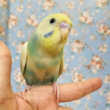 かわいい甘えんぼさん❤︎*ˊᵕˋ 人が大好きなベタなれセキセイちゃん❢❢🫧