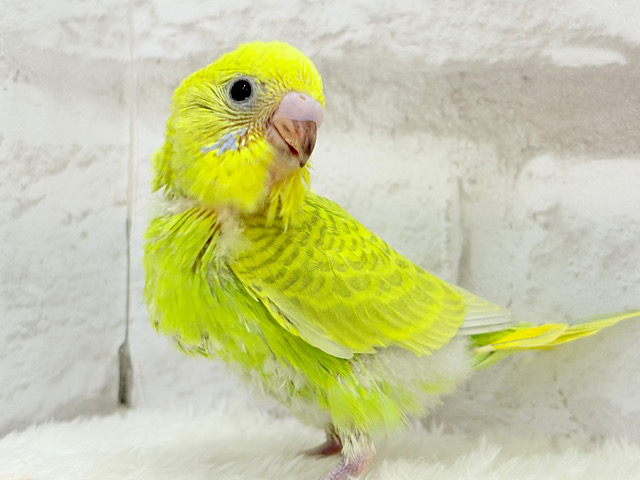 【最新画像更新🪄】ふんわり柔らか🫧セキセイインコ(スパングル) ヒナ
