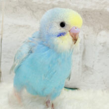 【最新画像更新🪄】にぎやか　あんど　賑やかは元気のしるし～♪　セキセイインコ　パステルレインボー～～