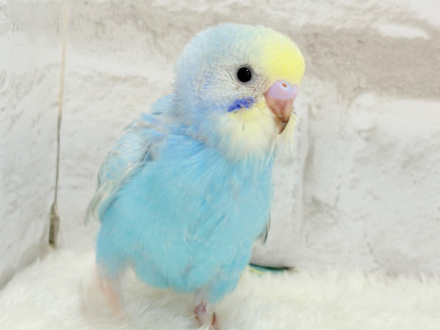 【最新画像更新🪄】にぎやか　あんど　賑やかは元気のしるし～♪　セキセイインコ　パステルレインボー～～