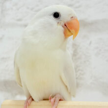 【動画更新🪄もうすぐひとり餌‪☆】透明感たっぷり‪🍦‬魅惑の色合い🫧コザクラインコ(ダイリュート系シナモン) ヒナ