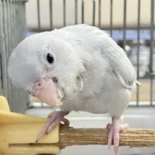 ✨最新画像✨美カラーのワンパクカイジュウっ！️🩵(≧◇≦)⟡.*　マメルリハインコ