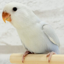 【最新画像更新🪄】優しさ詰まったふんわりブルー❄️コザクラインコ(ターコイズブルーシナモン) ヒナ