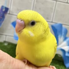 ✨最新画像✨こころキュンキュン🕊️柚子ｯﾁｬﾝ❕💛✧*｡セキセイインコ(イエローハルクイン/2025年6月生まれ)