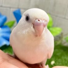 ✨最新画像✨ﾓｸﾓｸお豆腐［- ‘　’ -］💭ほがらかに～♪.•*‎🤍 .セキセイインコ(ダブルファクター白/2025年6月生まれ)
