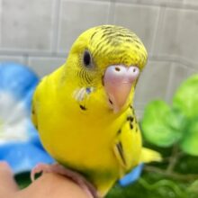 ✨最新画像✨シャイニングだ✨常夏レモネード❕🥤🍋 *゜セキセイインコ(イエローハルクイン/2025年6月生まれ)