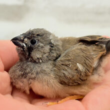 【動画更新🪄】夏ですね〜🎐𓂃𓈒𓂂線香花火のような…🎇千葉店初入舎♥ジャンボキンカチョウ ヒナ