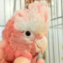 【動画更新🪄】極上の甘さ🍑💖モモイロインコ(女の子)