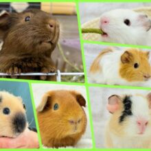 夏だ！Summerだ！ぷいぷい祭りだ〜🐹🌿モルモットフェア🧚🫧