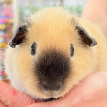 【最新画像更新🪄】羊みたいなもこもこちゃん૮꒰⁔•͈ ·̫ •͈⁔꒱აロシアンスモークモルモット(女の子) テディタイプ🌿