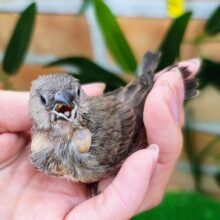 まだまだ赤ちゃん眠り姫😴♡キンカ鳥のヒナ入荷しました❤️